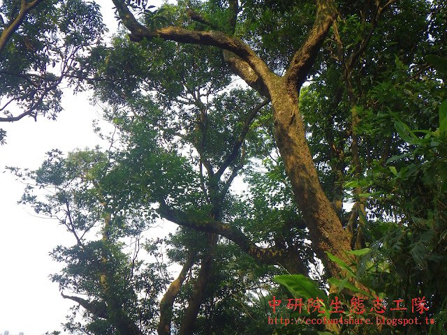 烏桕植株