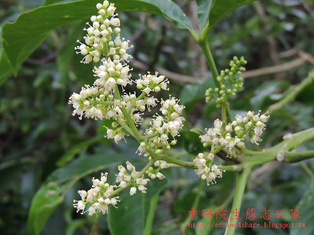 山刈葉花序長，雄蕊4枚，花瓣4，常呈半合狀，花柱短
