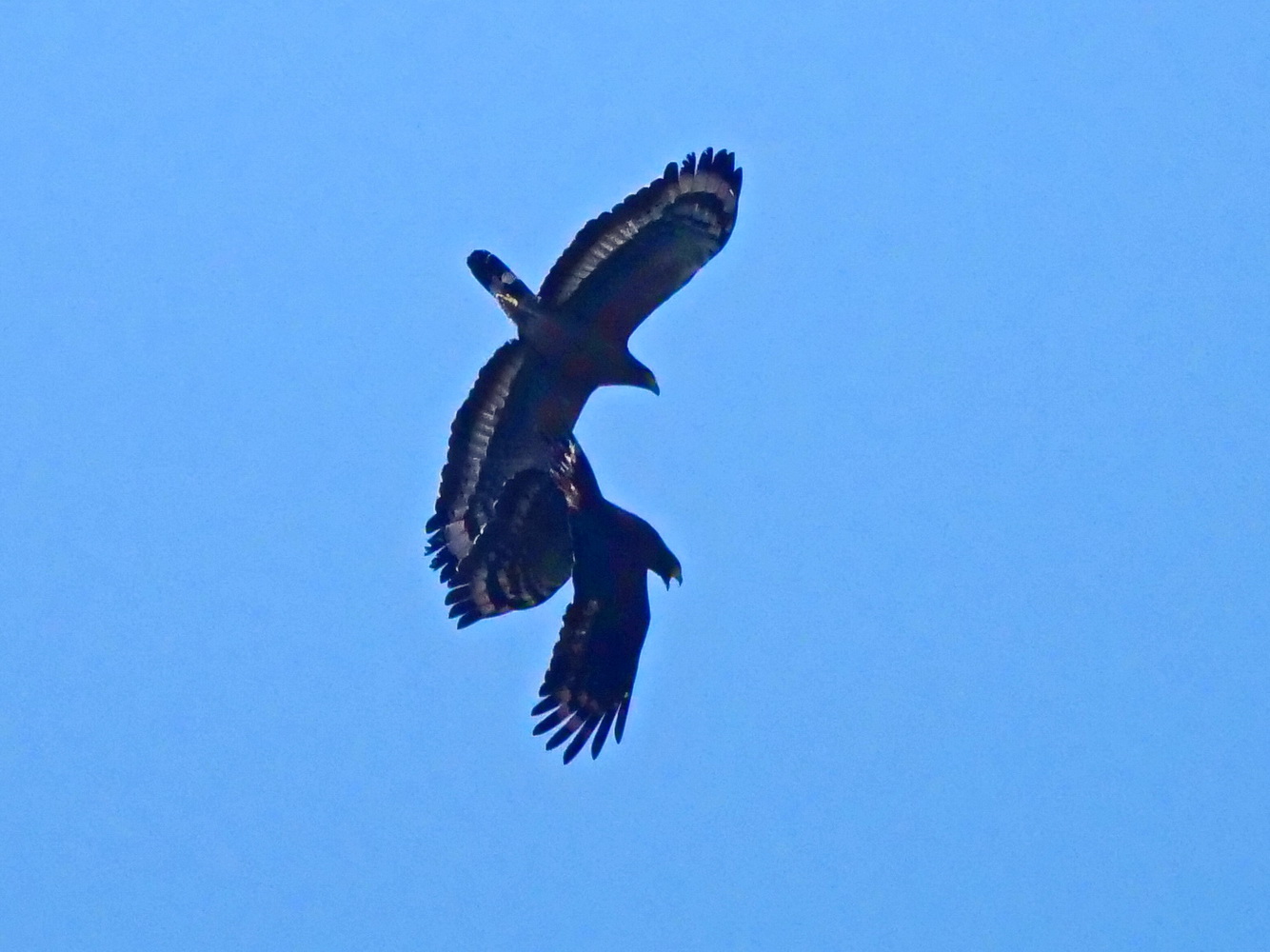 大冠鷲空中嬉戲