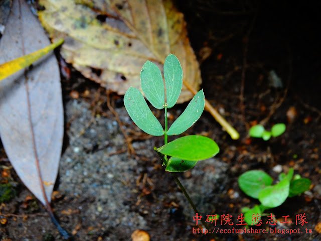 相思樹新生小苗，真葉--二回羽狀複葉