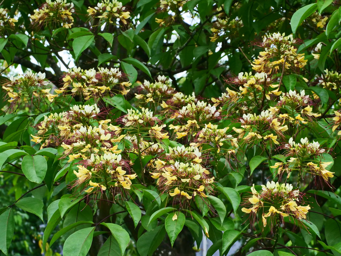 台灣魚木的花盛開