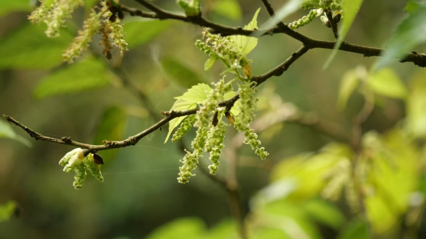 小葉桑雄蕊吐煙圈  (陳宗憲 攝)