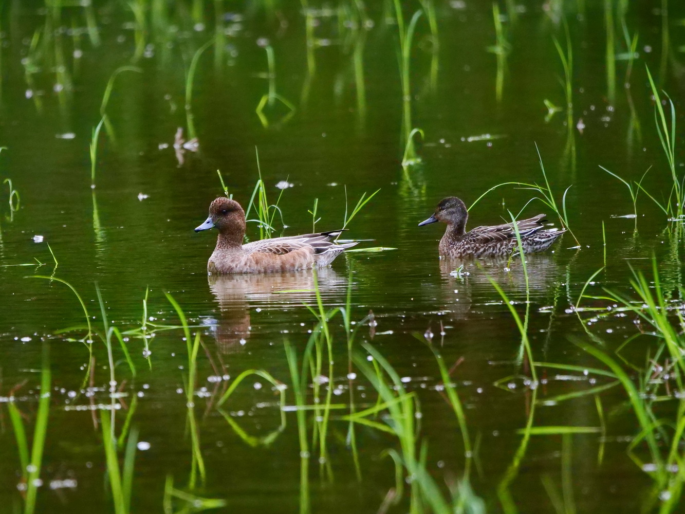 赤頸鴨和小水鴨同游