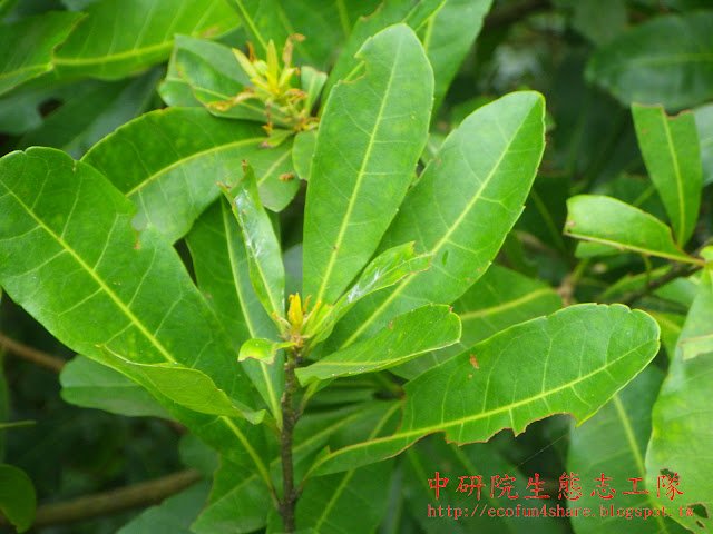 楊梅葉-單葉互生，長倒卵形或倒卵狀披針形，先端鈍或尖，基部漸窄或楔形，半革質