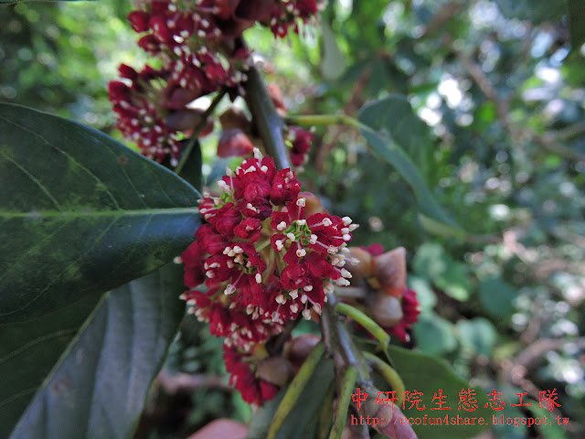 大葉釣樟-雄花序
