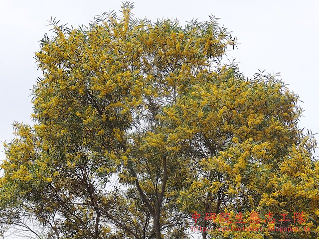 相思樹盛花期