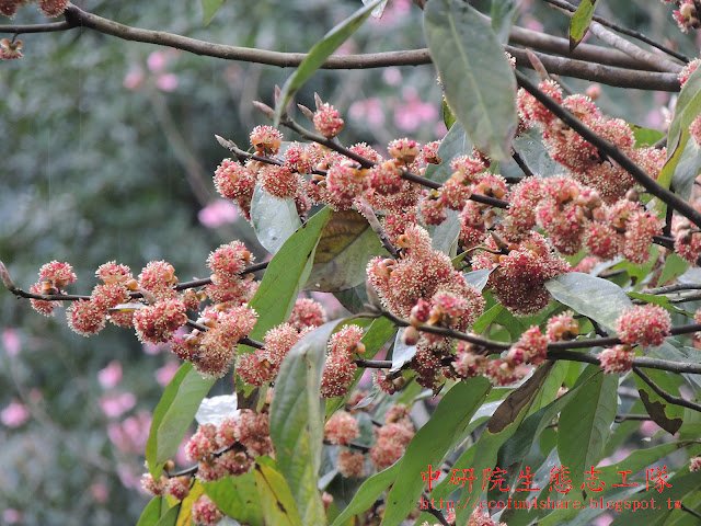 大葉釣樟的繖形花序，腋生或頂生，此為雄花序