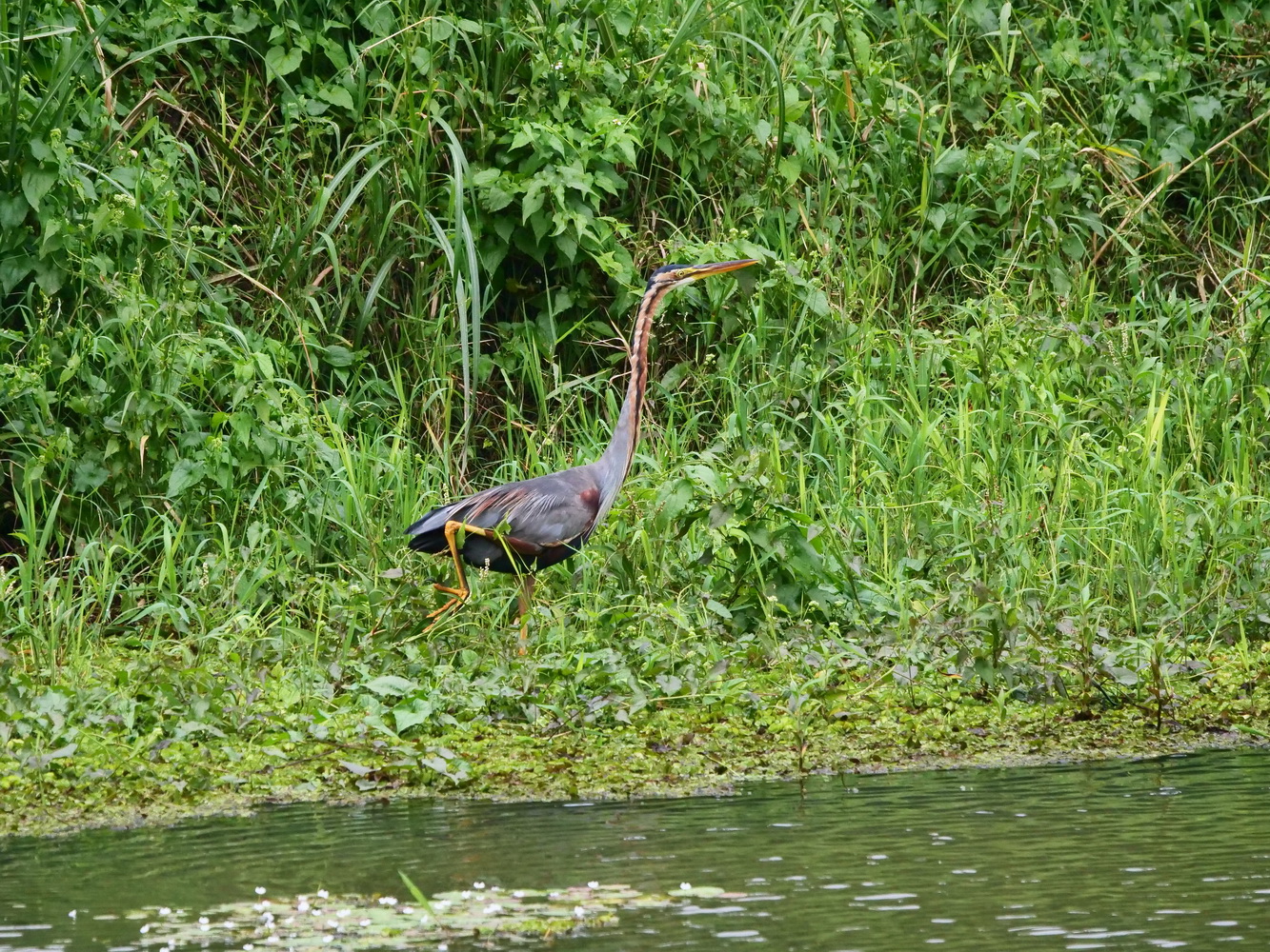 紫鷺昂首輕移腳步找尋機會