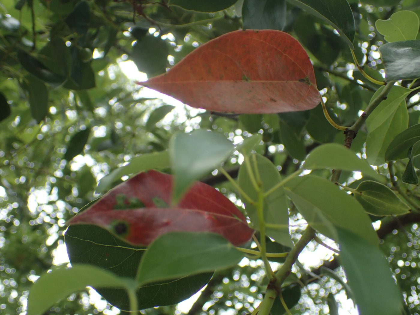 將脫落的樟樹紅葉