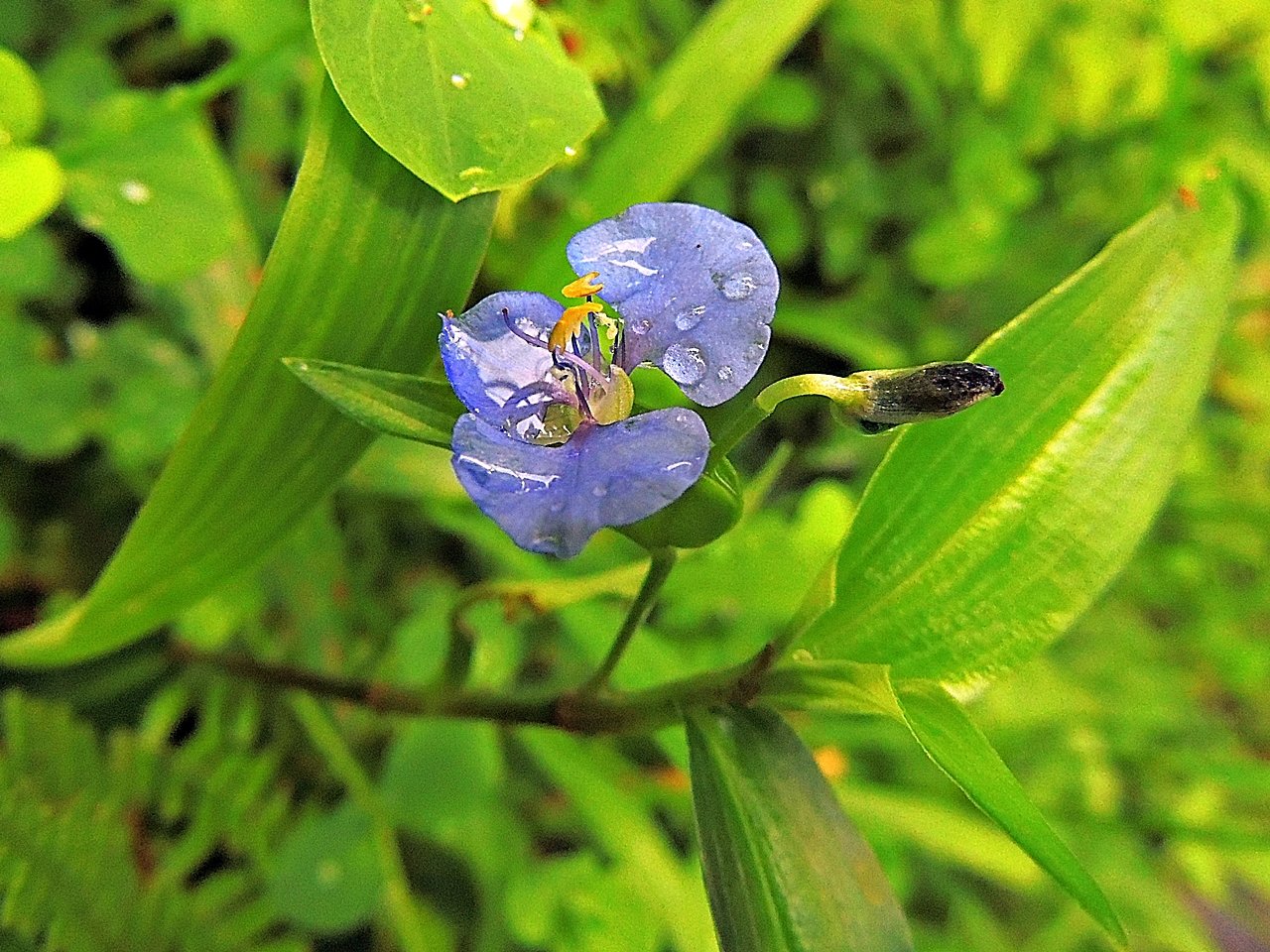 每個苞片裡常有花兩朵，不同時開。右方的花苞尚未開。