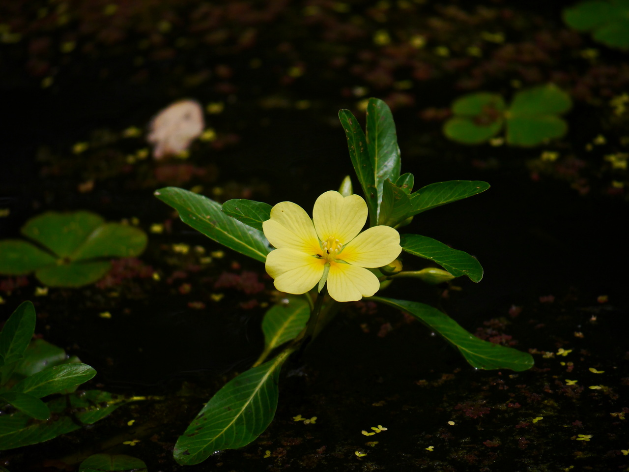 花瓣5枚，淡黃色近基部顏色漸深