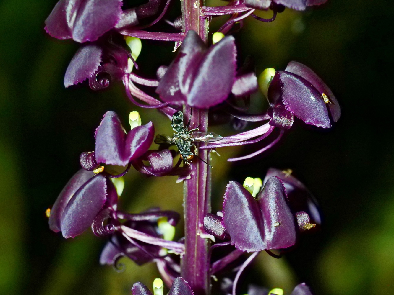 大花羊耳蒜的傳粉昆蟲