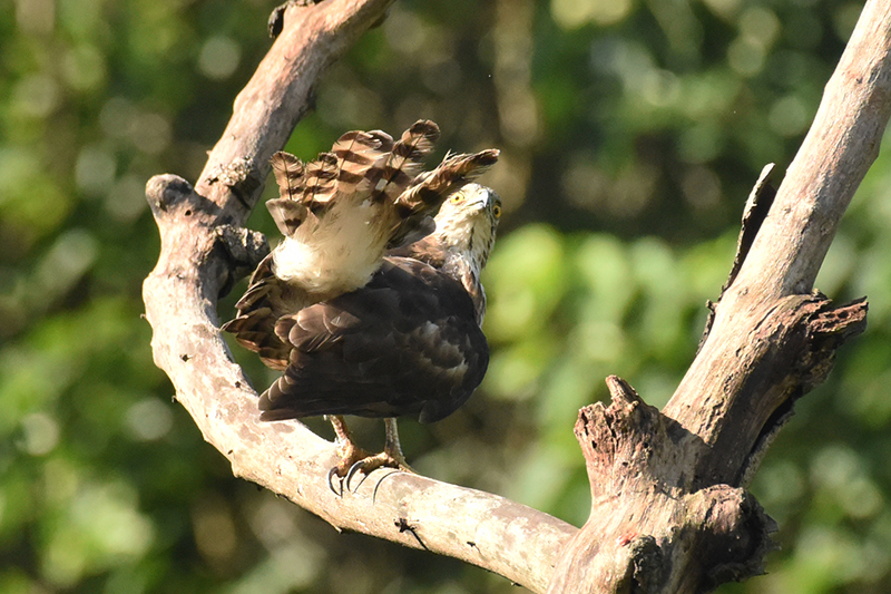 鳳頭蒼鷹幼鳥