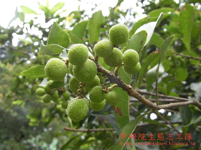 楊梅雌株才會結果
