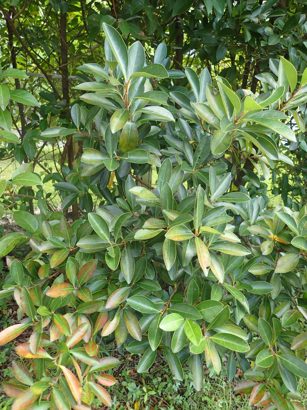 珊瑚樹植株
