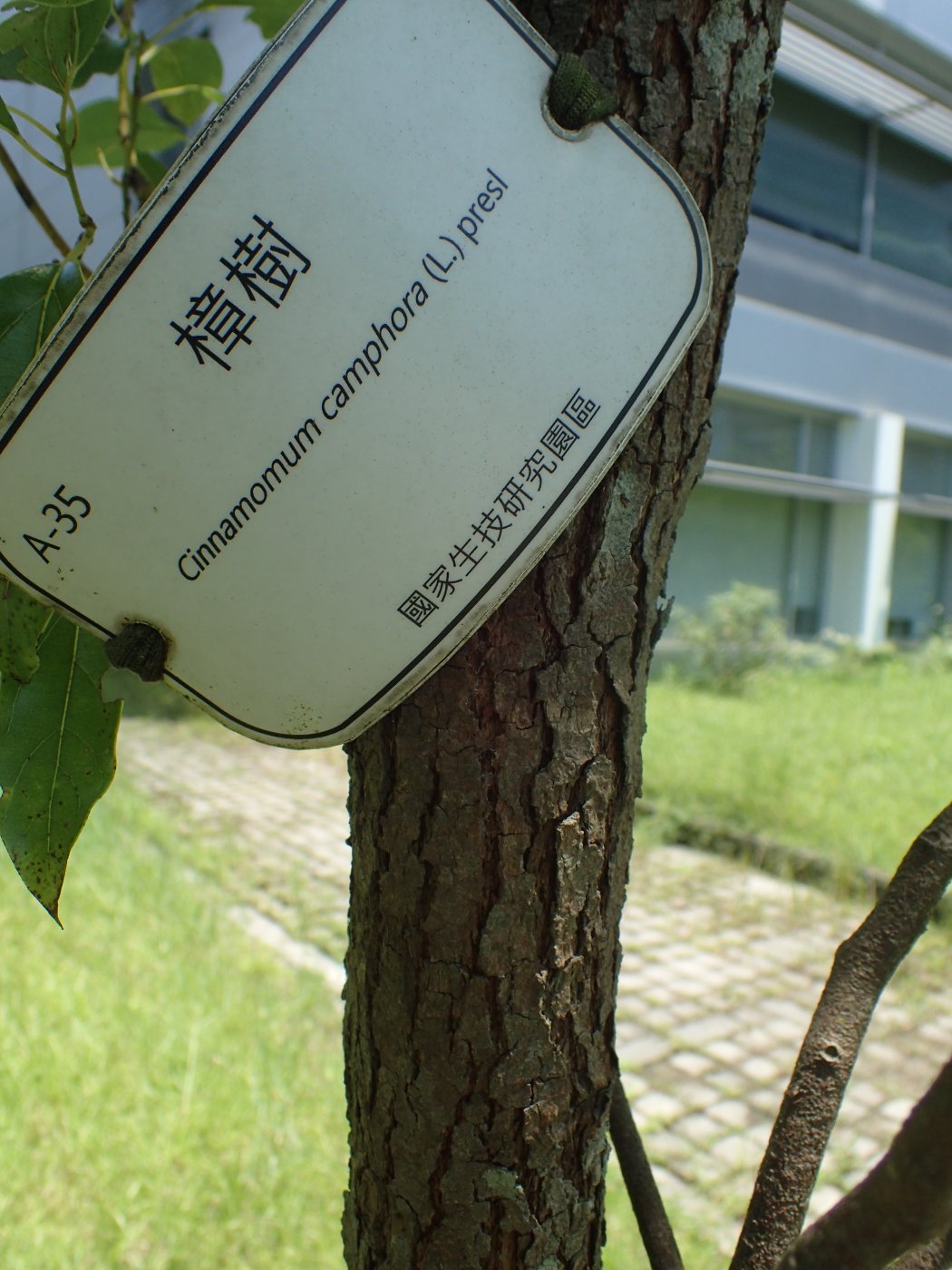 樟樹的行道樹