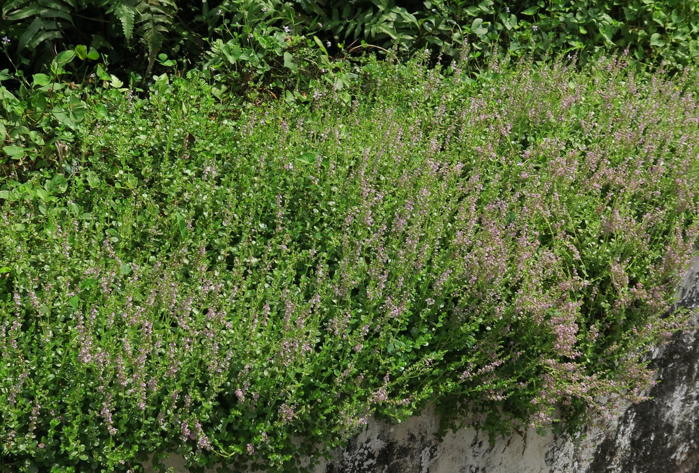 整片的圓葉節節菜開花時很壯觀(陳慧君攝)
