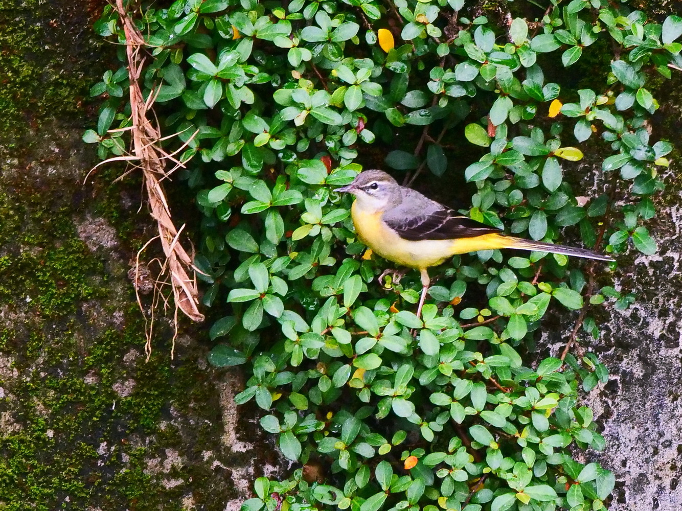 灰鶺鴒池邊捕蟲