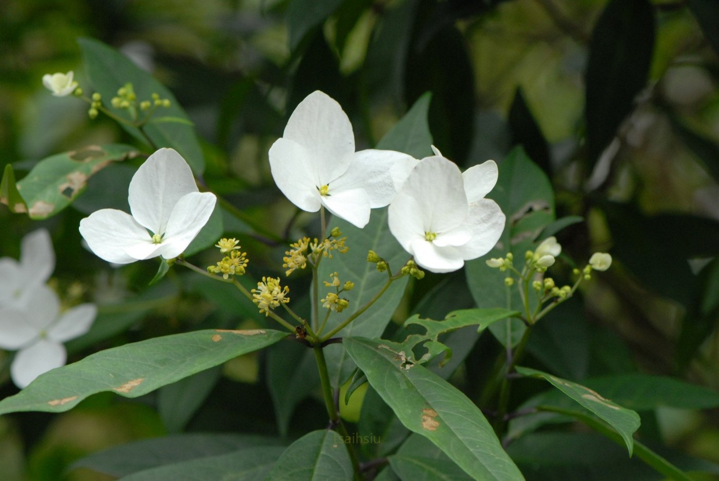 華八仙