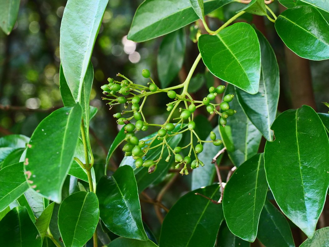 珊瑚樹果實