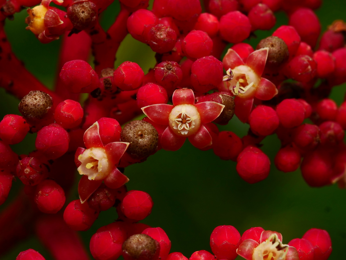 雌熟期(左), 雄熟期(中), 雄熟期剛結束(右)