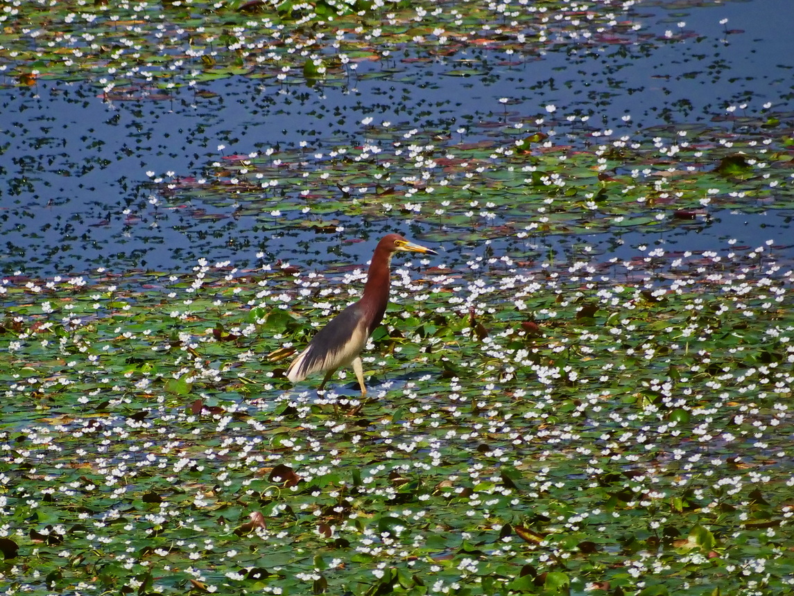 池鷺成鳥(繁殖期)
