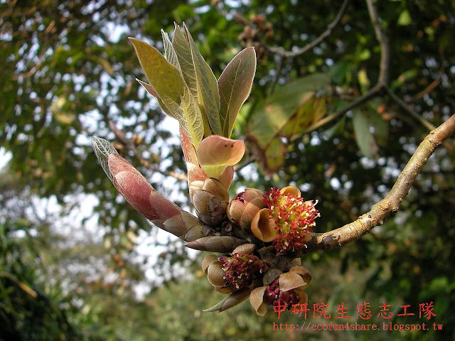 大葉釣樟的葉芽-新葉-雌花