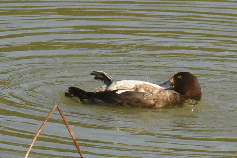 鳳頭潛鴨常常仰身理毛