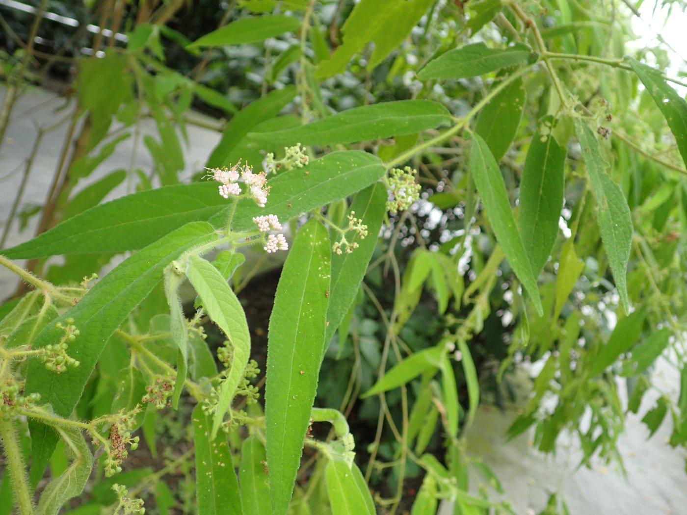 細葉紫珠植株，又名紅面將軍