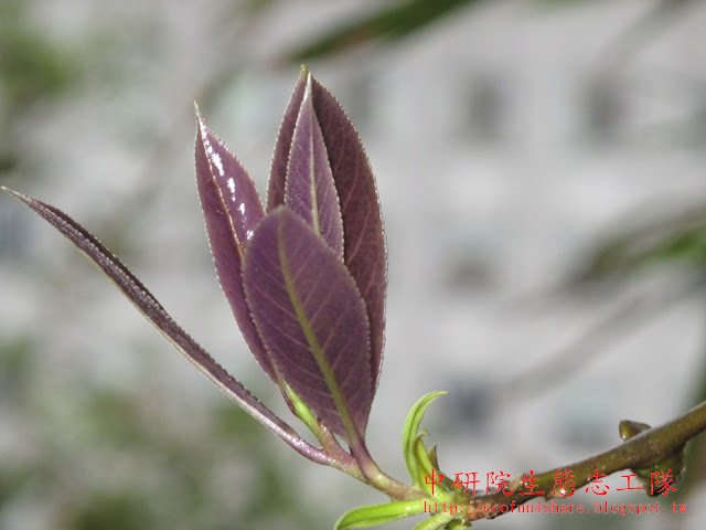 山豬肝新葉初發時呈豬肝色
