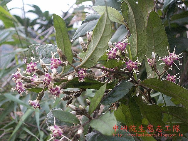 過山龍葉-葉單葉、互生，橢圓形至卵形，全緣或波狀緣