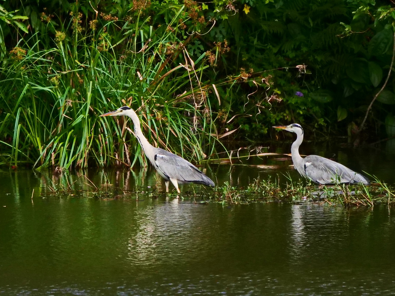 蒼鷺在池邊捕獵