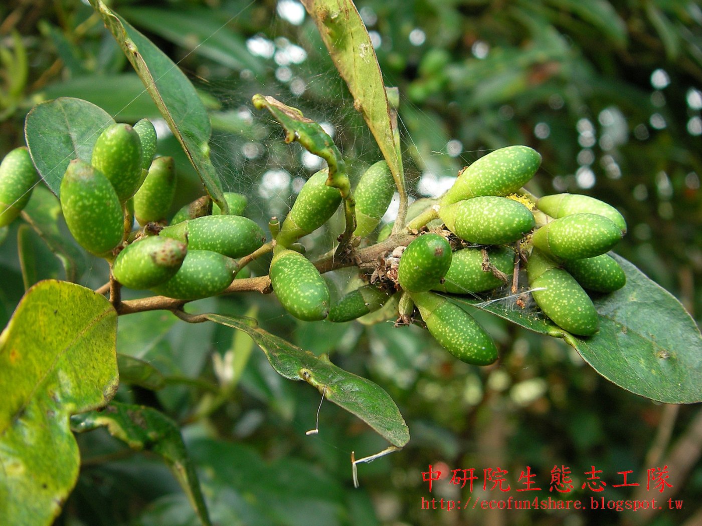 小梗木薑子-核果長橢圓形-未熟果綠色-果的基部有一如杯子狀