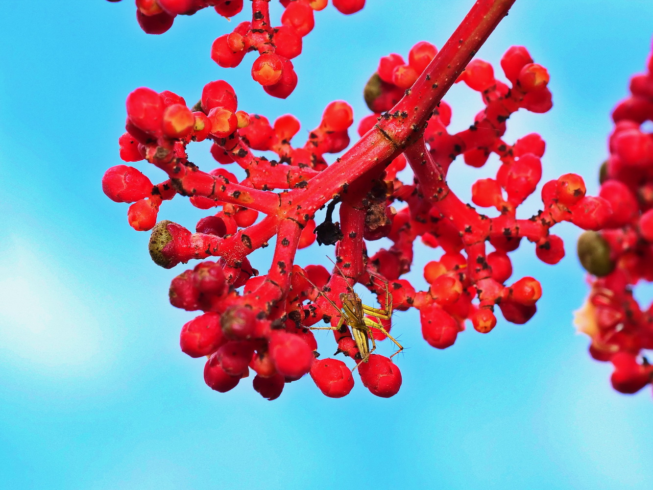 火筒樹花苞。花序和花梗呈鮮紅色。(貓蛛已埋伏)