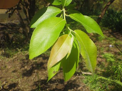 水社柳嫩芽沒有小托葉，有毛  陳宗憲攝