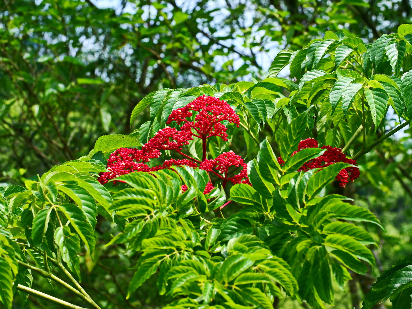 火筒樹(葉和花)