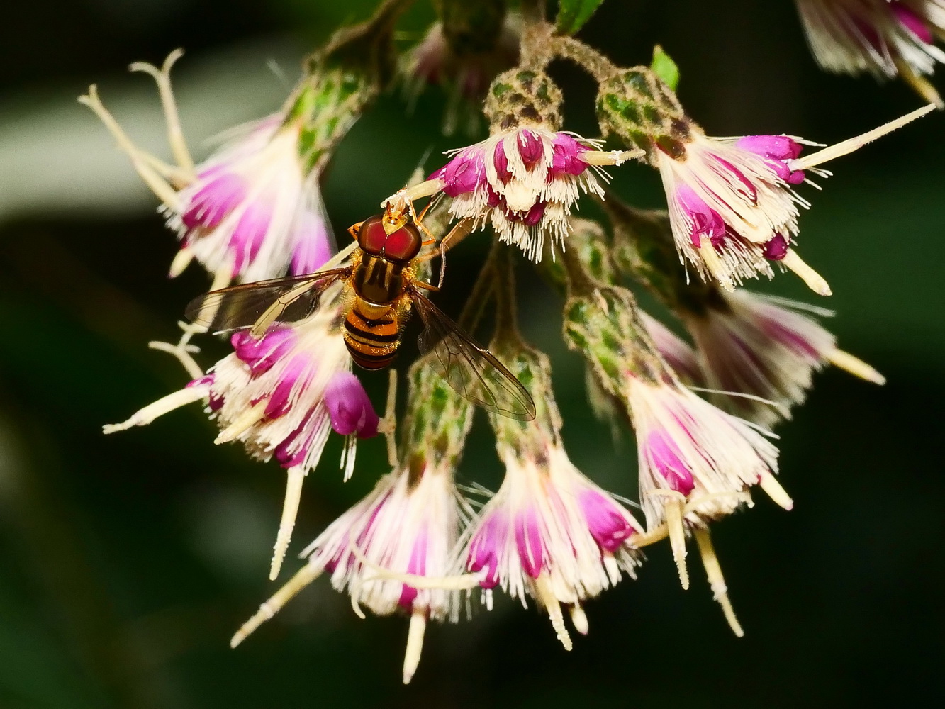 過山龍花和食蚜蠅