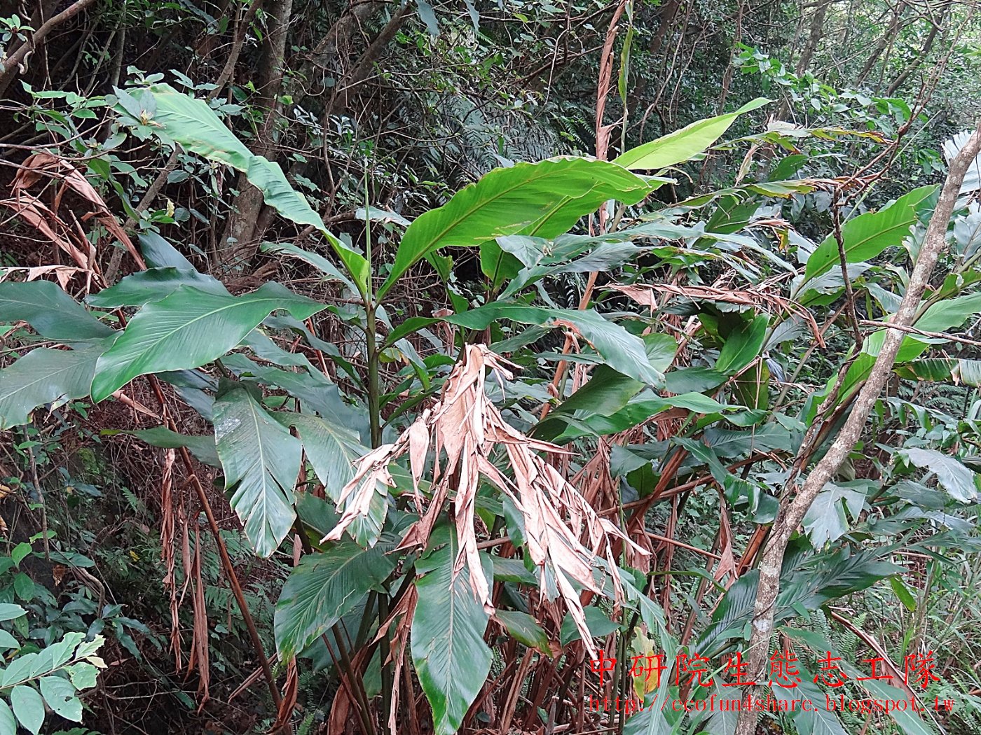 烏來月桃植株-葉片邊緣常成撕裂狀