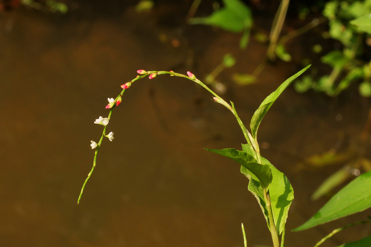 花序頂生，先端呈下垂狀(陳宗憲攝)