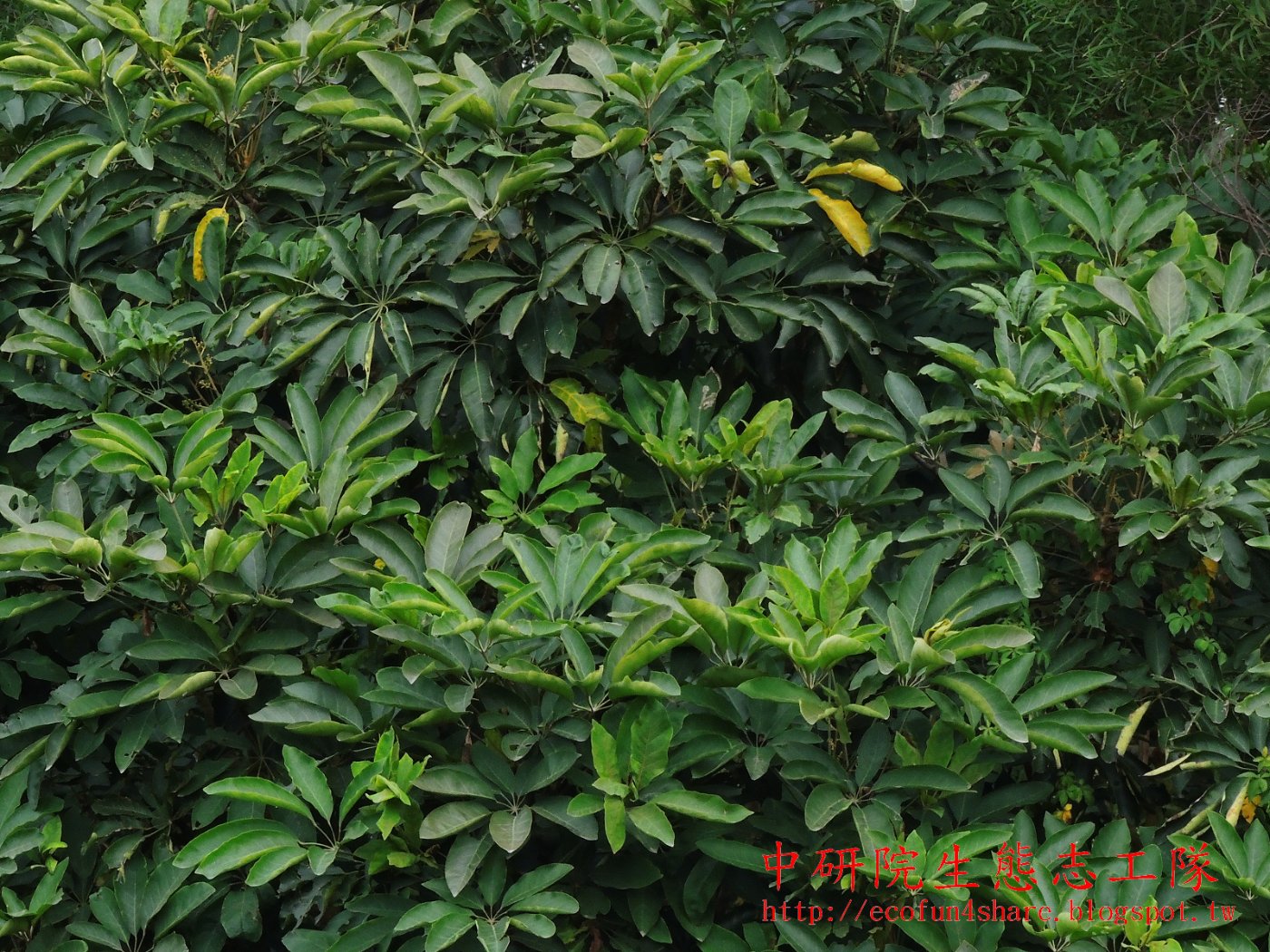 江某植株