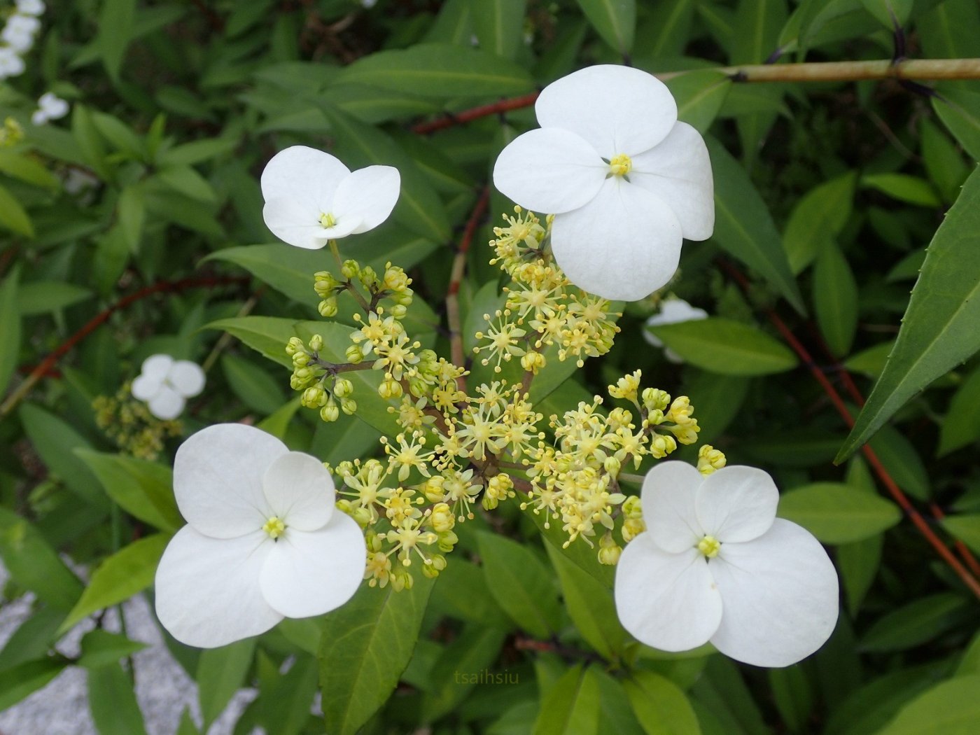 華八仙   花特寫