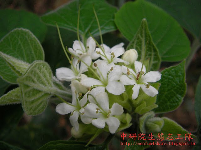 白毛臭牡丹初開-雄蕊 4 枚-雌蕊一枚-花萼五深裂