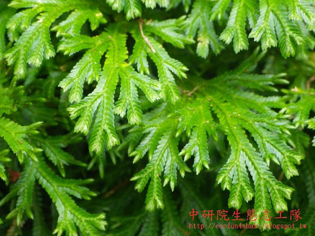 生根卷柏孢子葉有4 列，卵狀三角形，在枝頂端交互成覆瓦狀排列，並形成穗狀。孢子囊穗呈四角柱形狀
