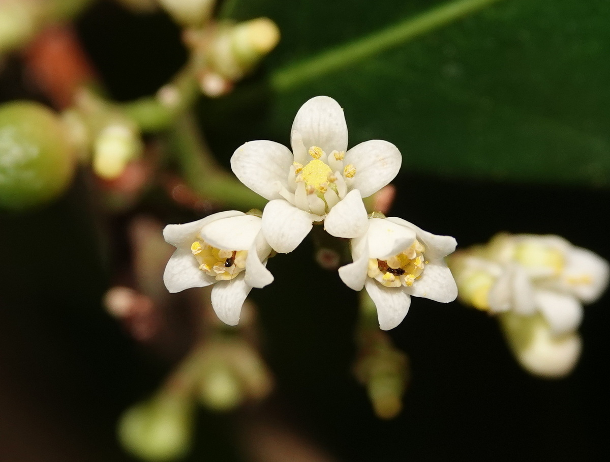 山桔的花，5枚白色花瓣, 10枚雄蕊等長