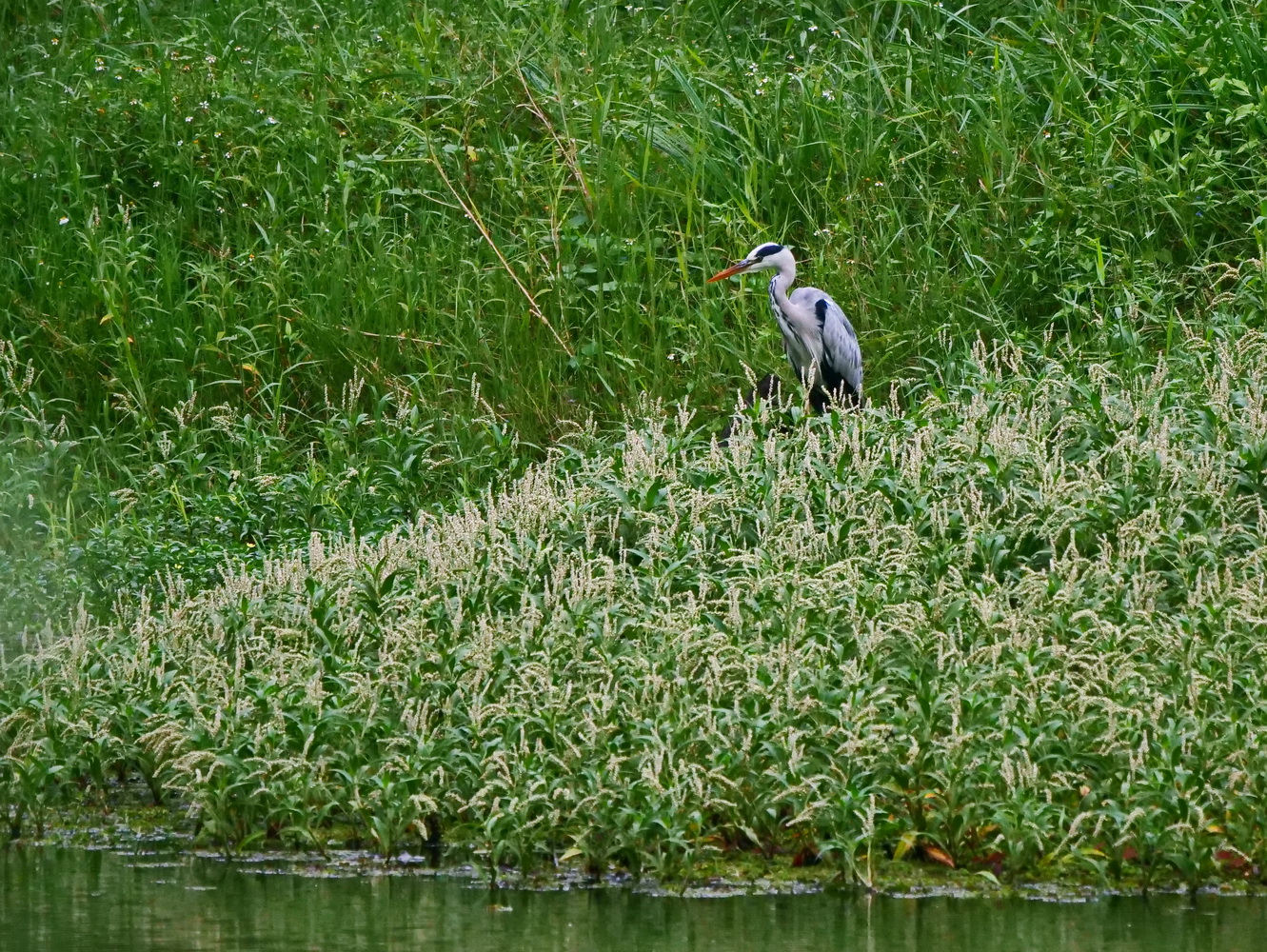 蒼鷺,隱藏在絨毛蓼的花堆上