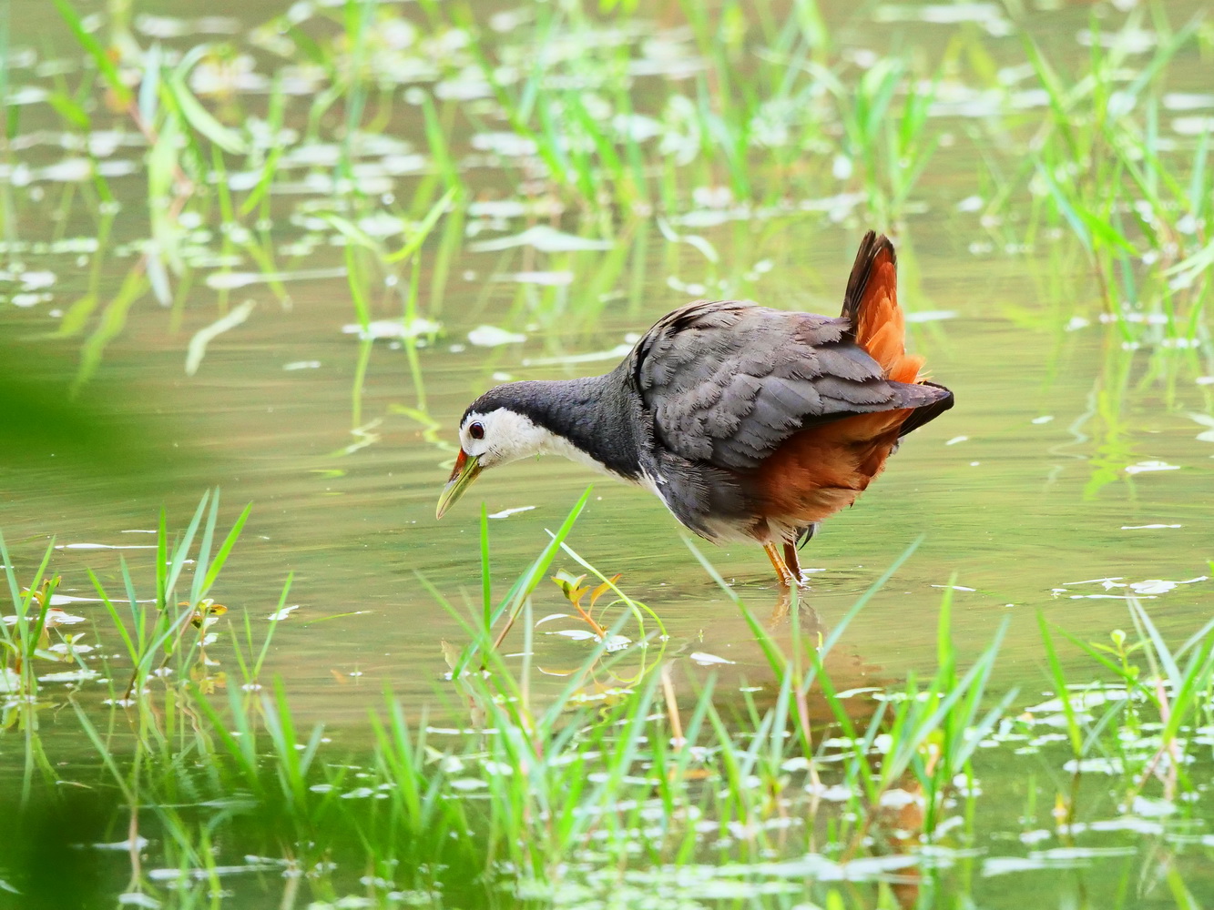 白腹秧雞池內覓食