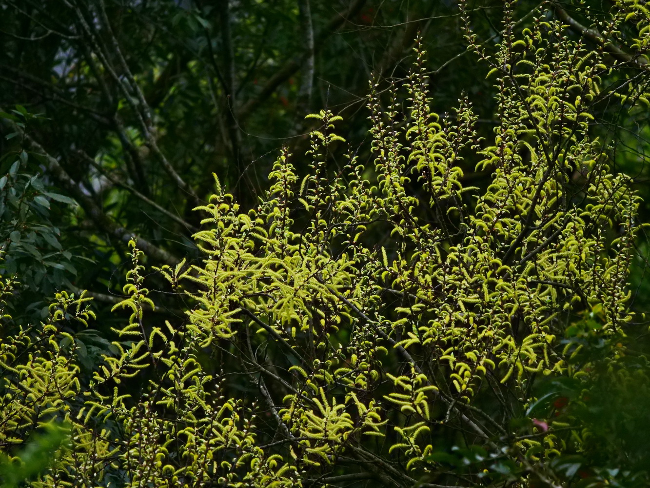 盛開的水社柳雄花