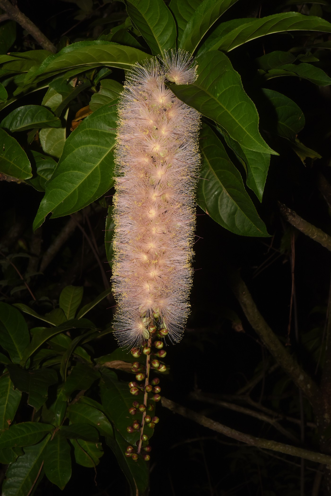 穗狀花序優美且有香味(陳宗憲攝)