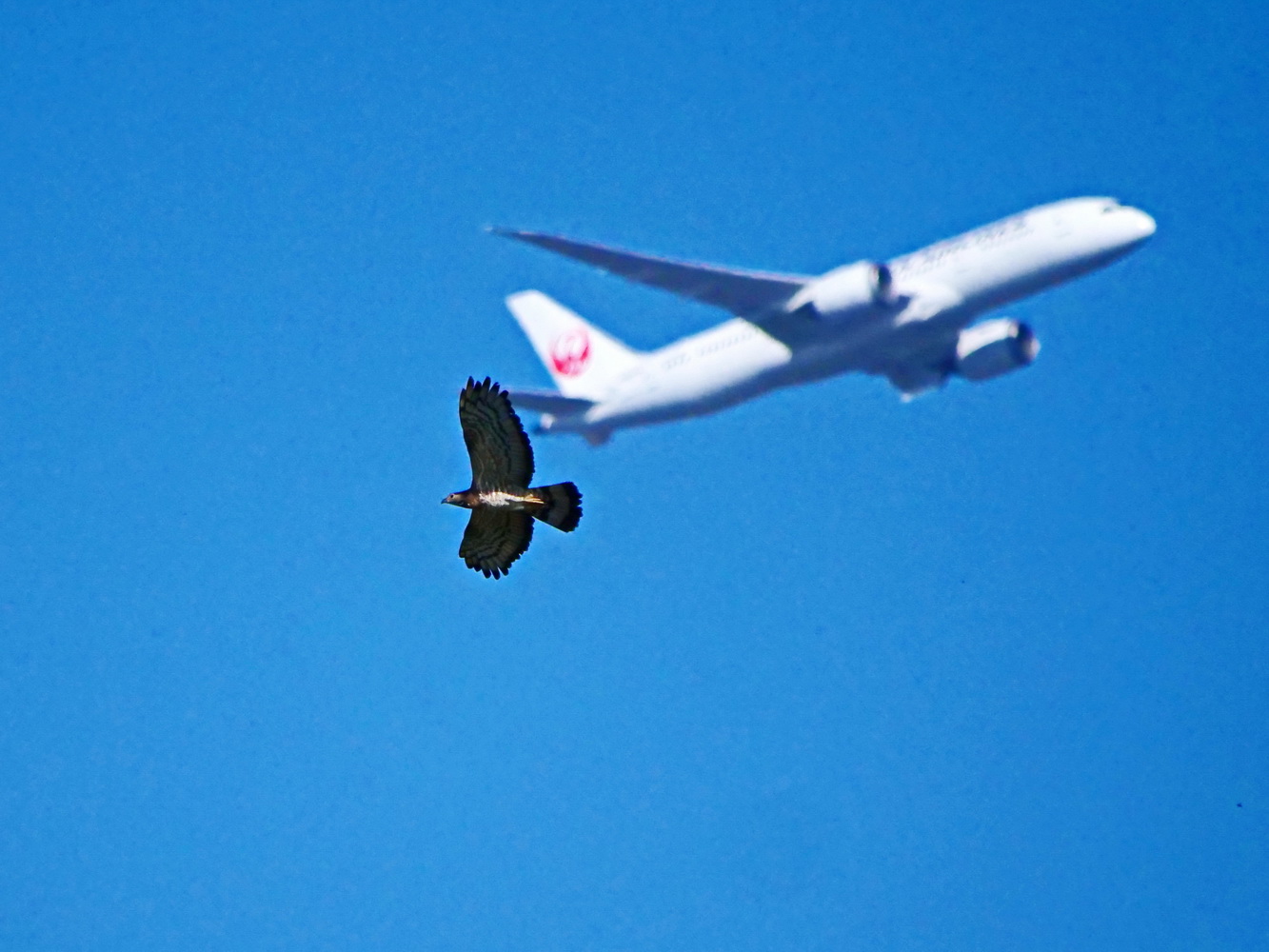 東方蜂鷹和日航客機同框