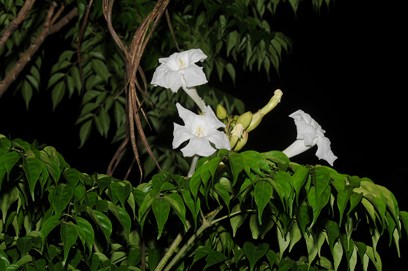 山菜豆在夜間開花